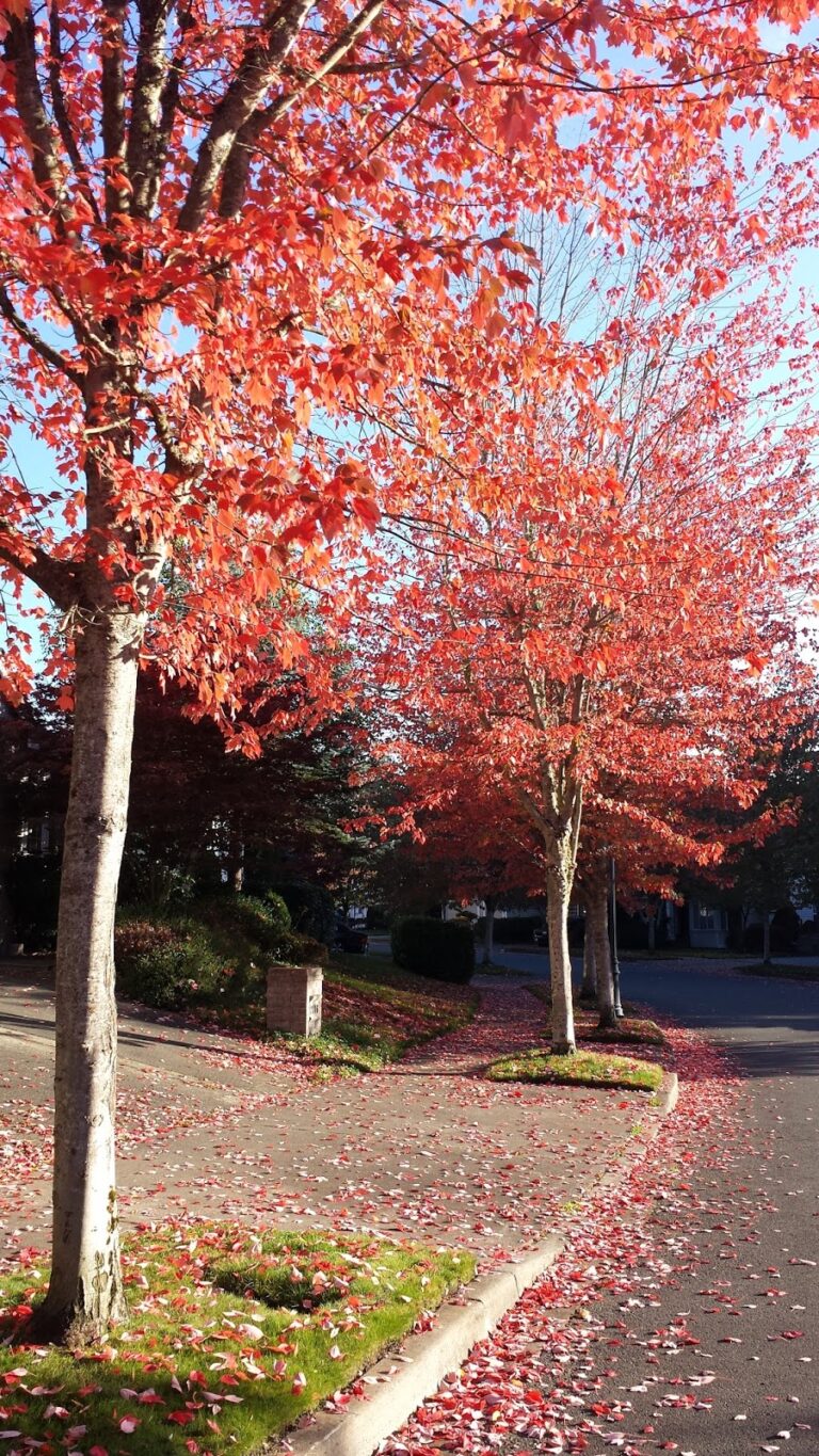 Beautiful Fall Colors in Honey Creek!