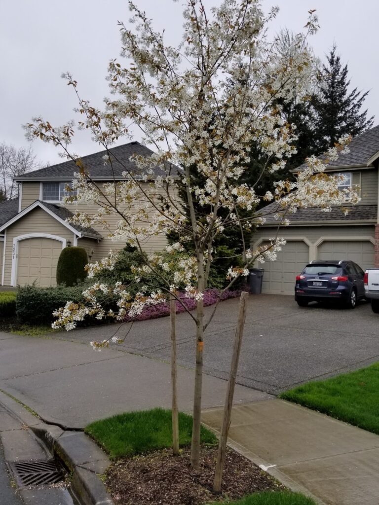 New trees planted in the neighborhood last year are now blooming!